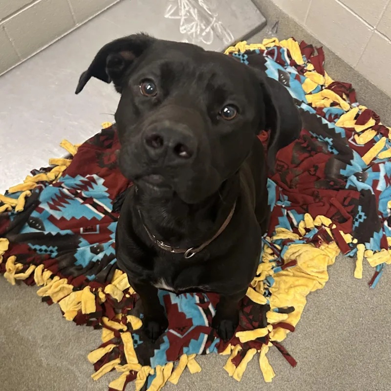 An adult medium-sized male Pit Bull Terrier dog named Phoenix for adoption in Kearney, NE