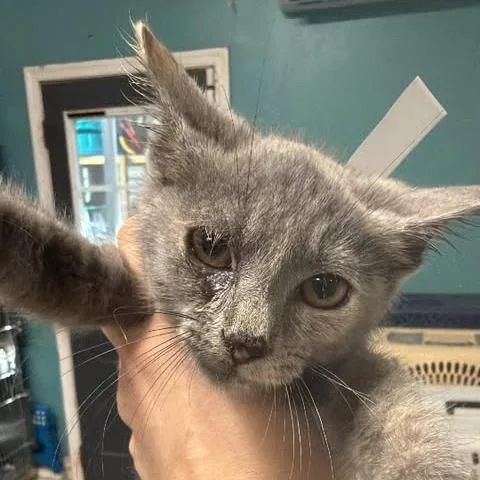 A baby small-sized female Gray / Blue / Silver Domestic Short Hair cat named Alabama Sundown for adoption in Fredericksburg, VA