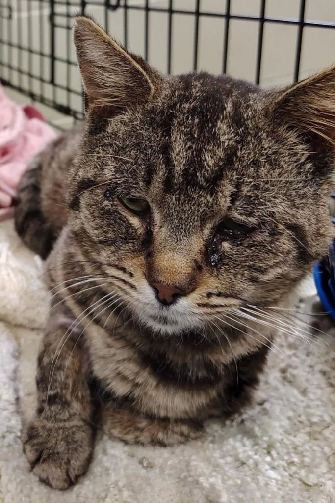A young small-sized male Domestic Short Hair cat named Tuffy for adoption in Saint Clairsville, OH