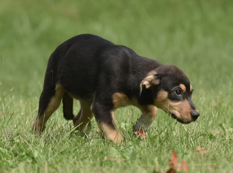 A baby medium-sized female Australian Shepherd dog named Tulip for adoption in Mechanicsburg, PA