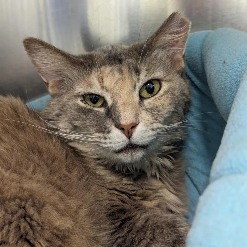 A young medium-sized female Domestic Short Hair cat named Midge for adoption in New Castle, DE