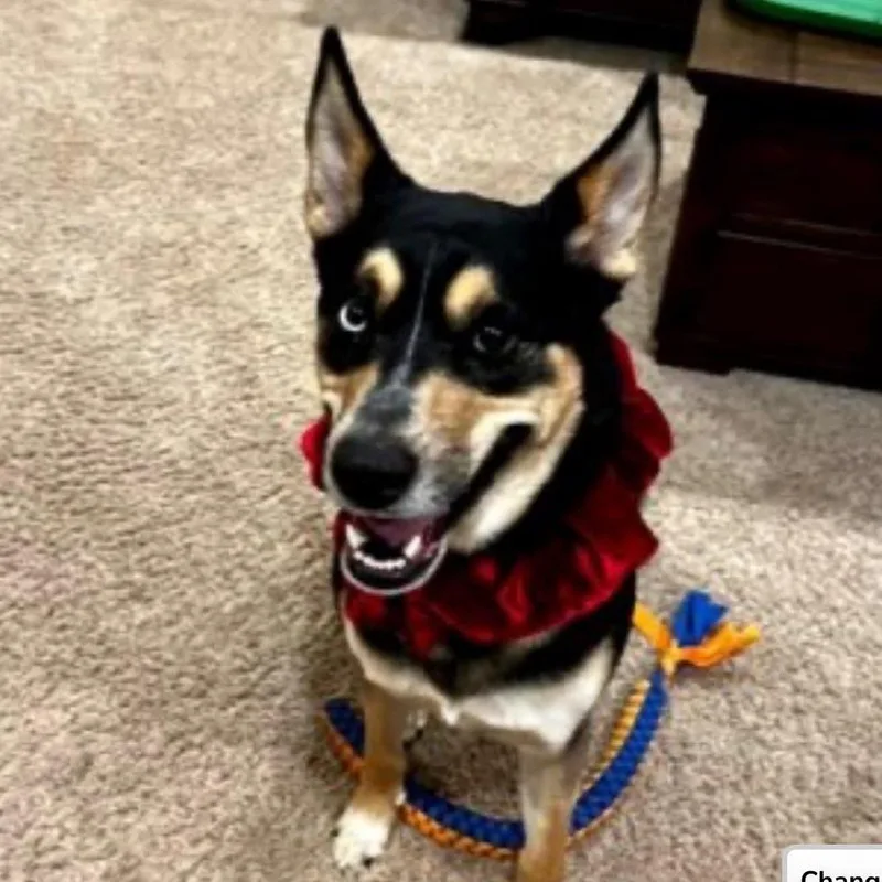 Kodi