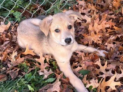 A baby large-sized male Labrador Retriever dog named Dillion for adoption in Woodbury, MN
