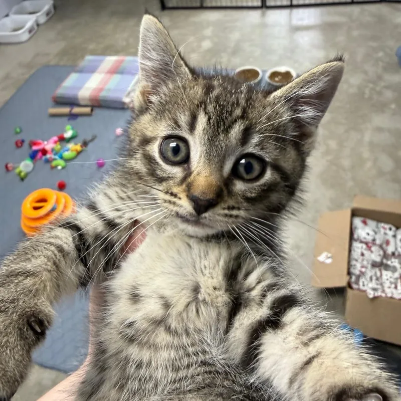 A baby small-sized female Brown / Chocolate Domestic Short Hair cat named Chili for adoption in Archbold , OH