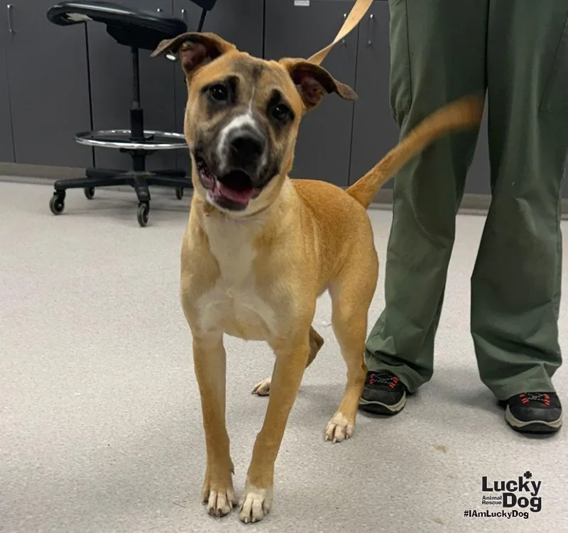 A young medium-sized female Labrador Retriever dog named Rihanna for adoption in Washington, DC