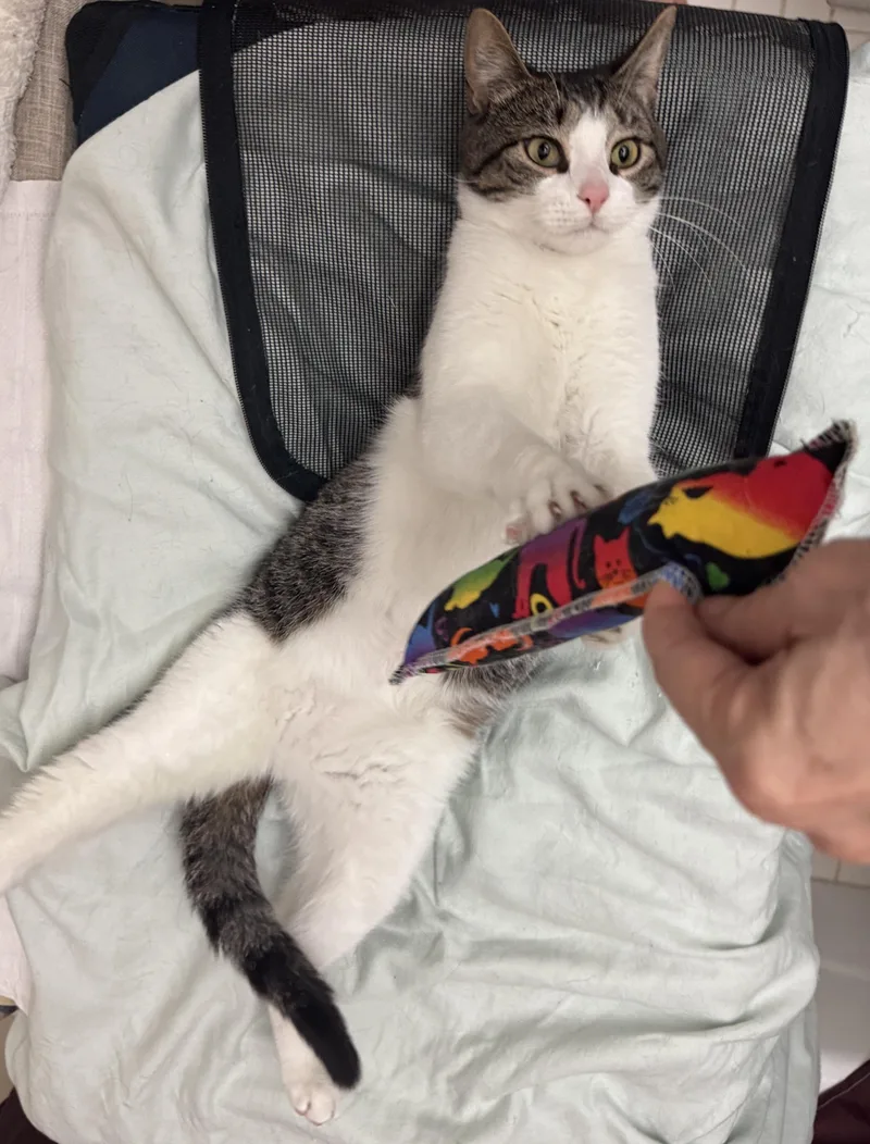 A young medium-sized female Tabby (Brown / Chocolate) Domestic Short Hair cat named Lily for adoption in New York, NY
