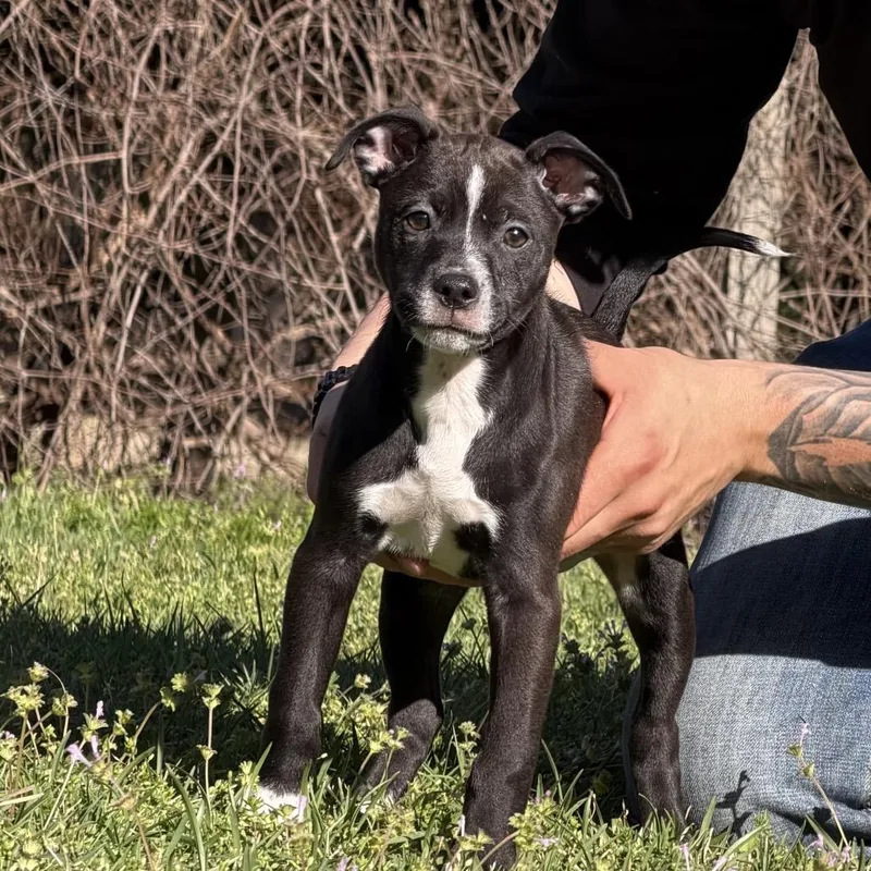 A baby medium-sized female Black Pit Bull Terrier dog named Athena for adoption in Birmingham, AL