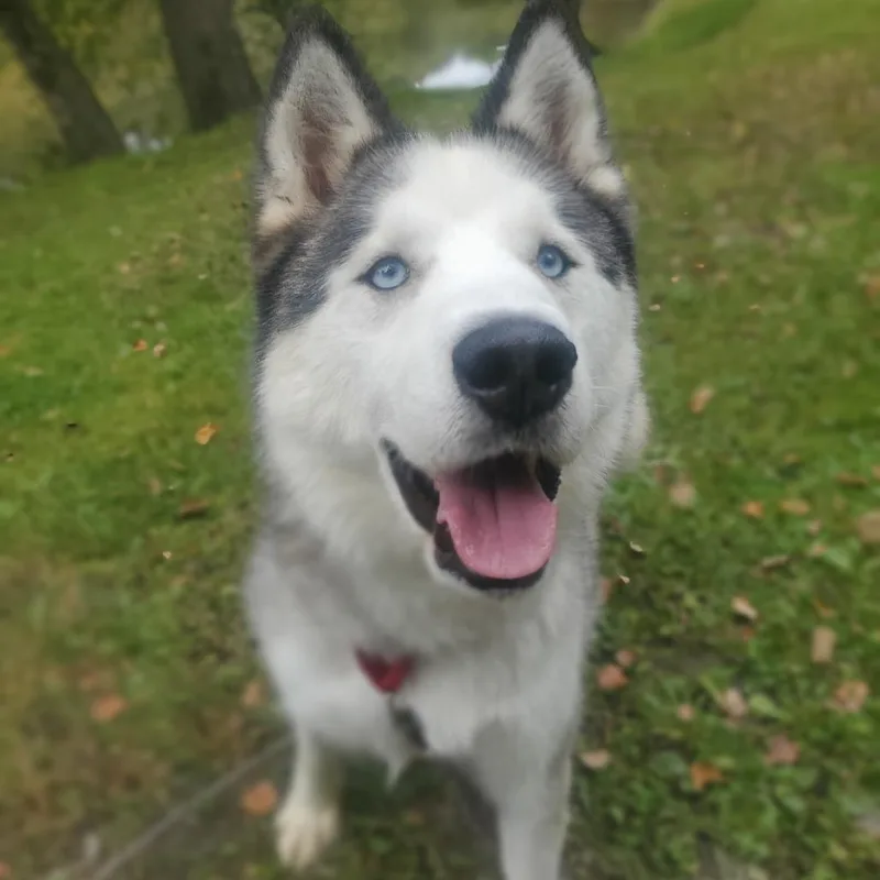 An adult large-sized male White / Cream Husky dog named Buzz for adoption in Walden, NY