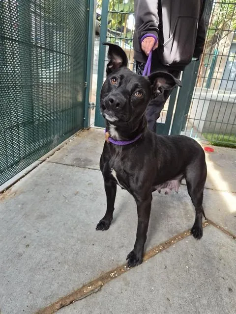A young medium-sized female Pit Bull Terrier dog named Blueberry for adoption in San Jose, CA