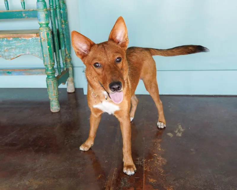 An adult medium-sized female Carolina Dog dog named Girlypop for adoption in San Antonio, TX