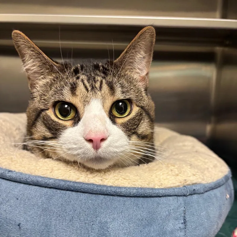 An adult extra large-sized male Brown / Chocolate Domestic Short Hair cat named Tidden for adoption in South Burlington, VT