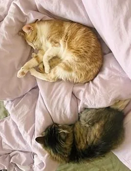 An adult medium-sized female Brown / Chocolate Domestic Medium Hair cat named River for adoption in San Francisco, CA