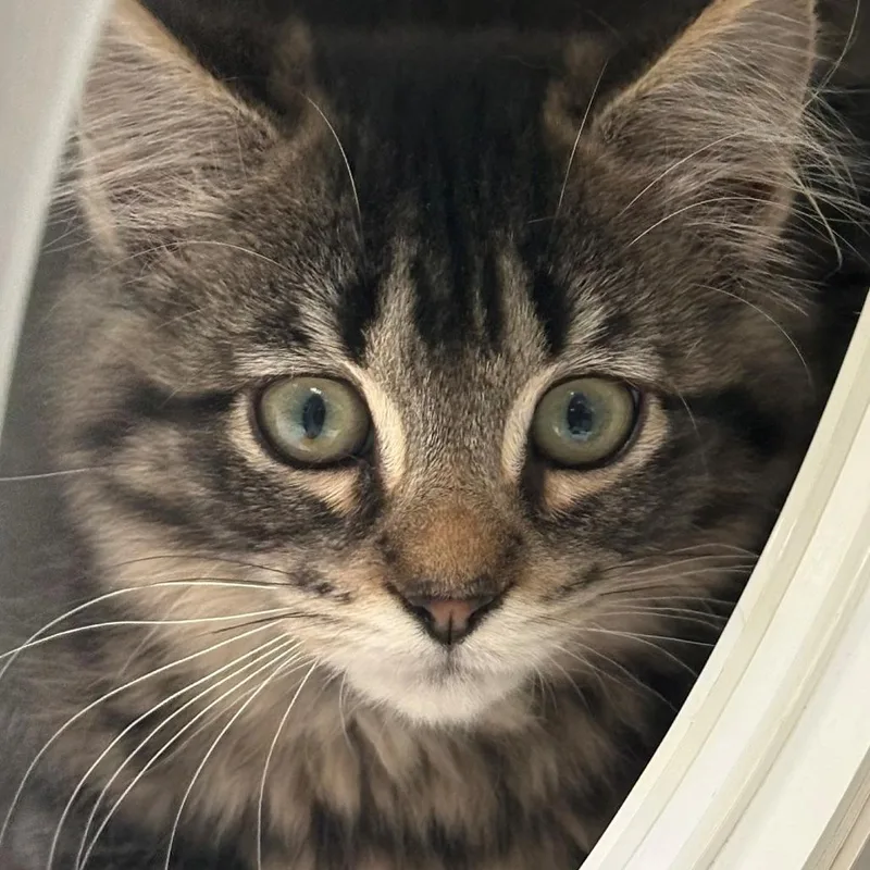 A baby small-sized female Brown / Chocolate Domestic Medium Hair cat named Kelly for adoption in East Hanover, NJ