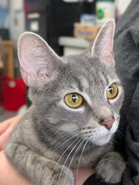 A young medium-sized female Domestic Short Hair cat named Lavender for adoption in Canfield, OH