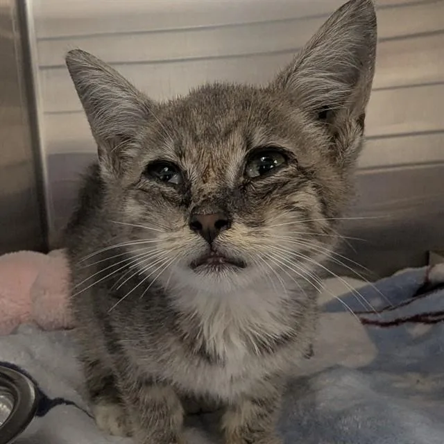 A baby small-sized female Domestic Short Hair cat named Noodle for adoption in Olivette, MO