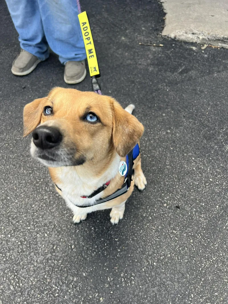 An adult medium-sized female Dachshund dog named Roo Bear for adoption in Elgin, IL