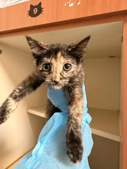 A baby small-sized female Domestic Short Hair cat named Brownie for adoption in Fairfax, VA