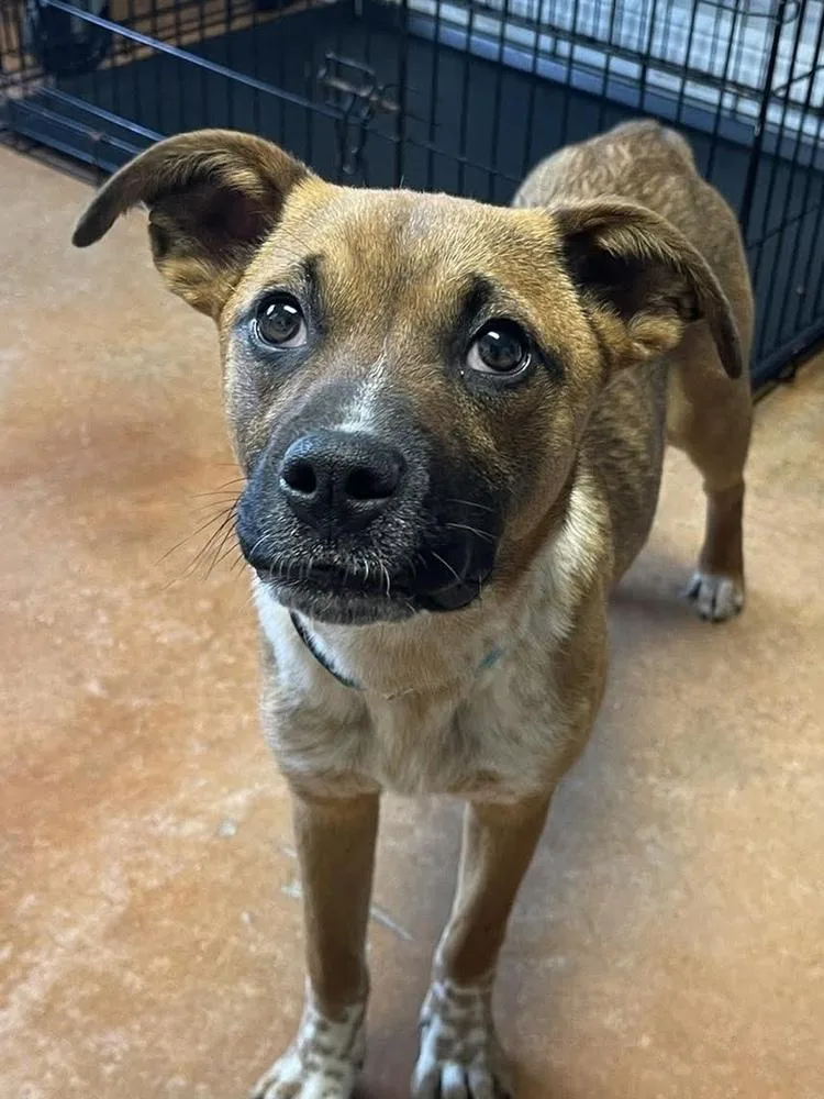 A young large-sized female Boxer dog named Ruby Doo for adoption in Bolivar, MO