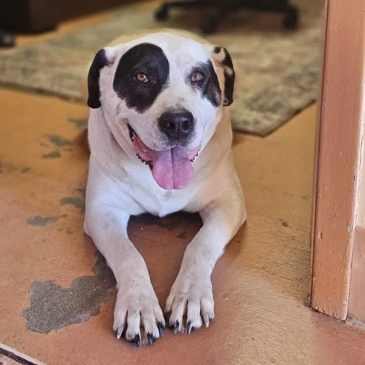 Dottie