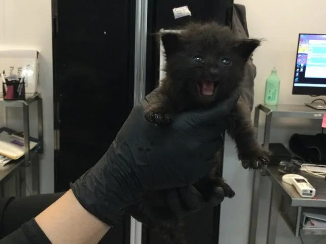 A baby small-sized male Domestic Short Hair cat named Figaro for adoption in Thousand Palms, CA