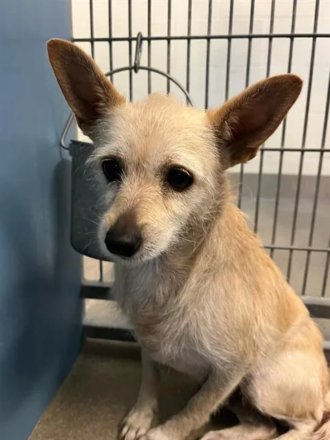 A young small-sized female Mixed Breed dog named Leanne for adoption in Jacksonville, FL