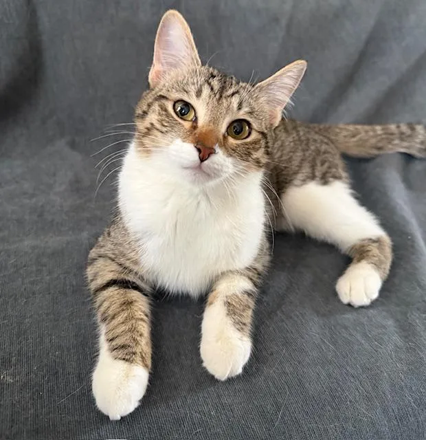 A young medium-sized female Buff / Tan / Fawn American Shorthair cat named Squirrel for adoption in Philadelphia, PA