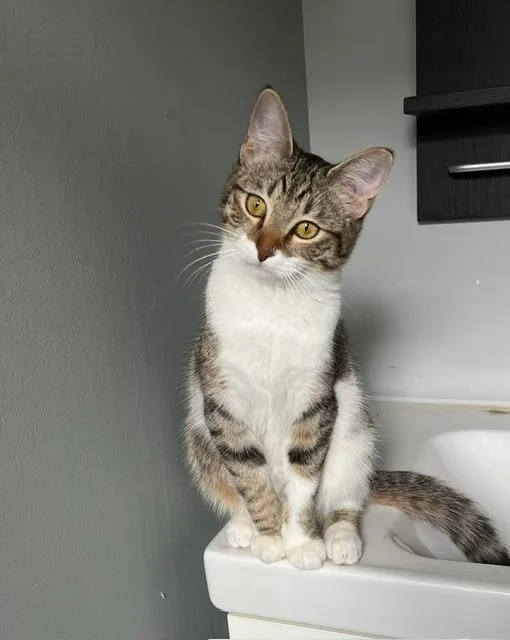 Squirrel thumbnail 2