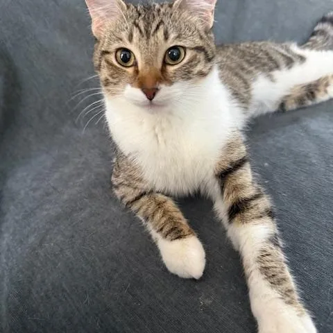 Squirrel thumbnail 3