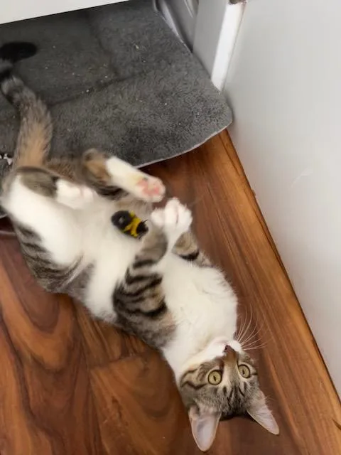 Squirrel thumbnail 4