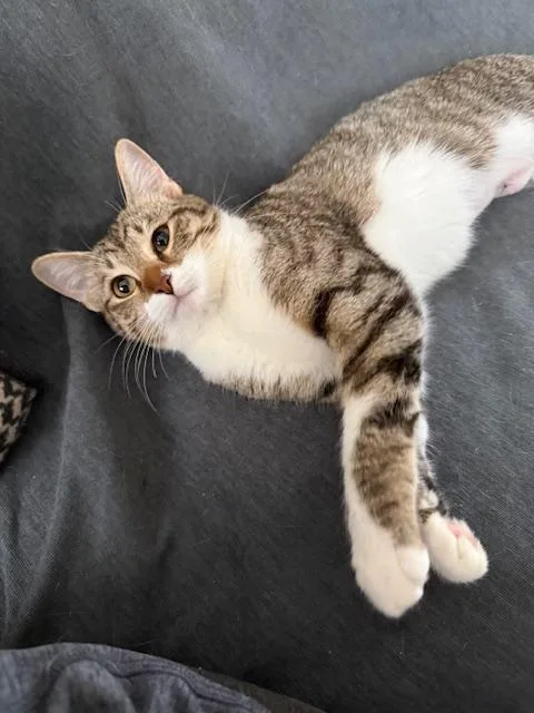 Squirrel thumbnail 5