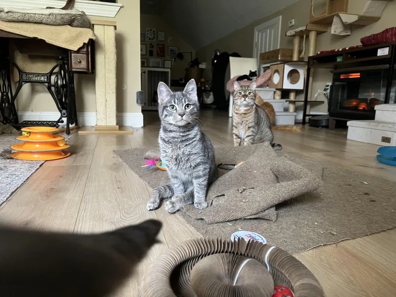 Twinkle Twinkle thumbnail 2