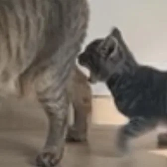 Twinkle Twinkle thumbnail 3