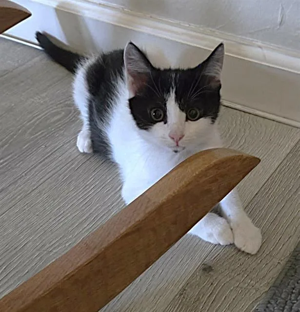 A baby small-sized male Domestic Short Hair cat named Spot for adoption in Sacramento, CA