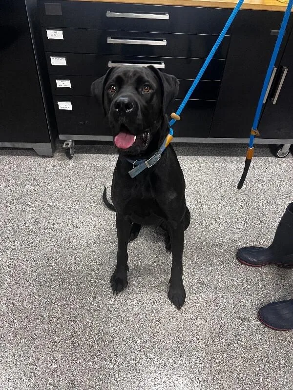 A young large-sized female Mastiff dog named Amber for adoption in Georgetown, OH