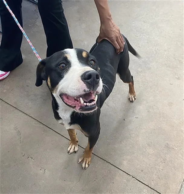 An adult large-sized female Mixed Breed dog named Princess for adoption in Dallas, TX