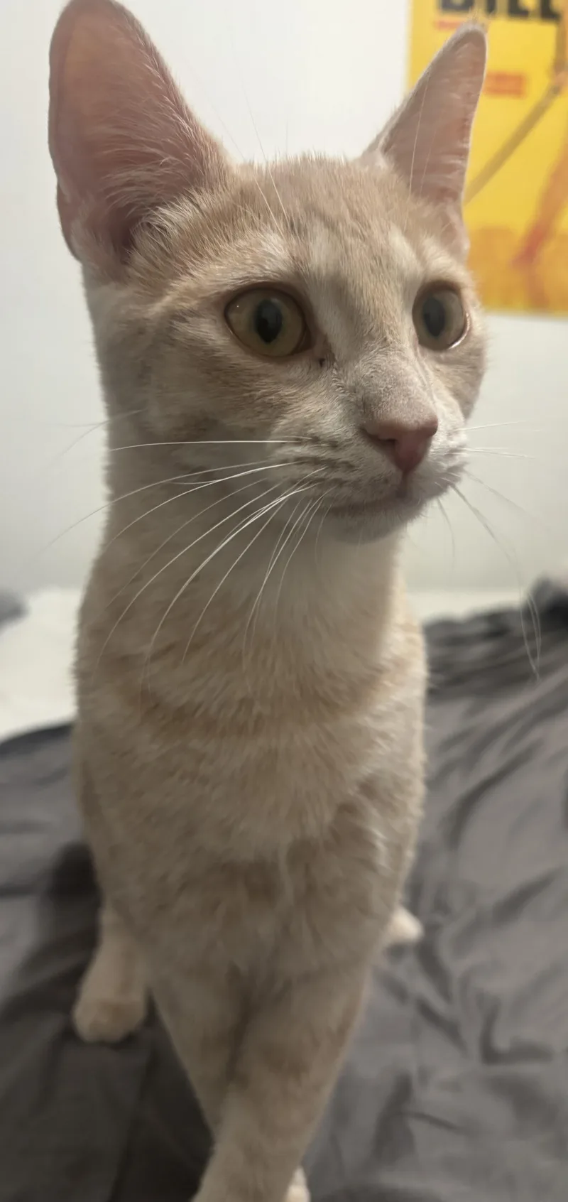 A young medium-sized male Tabby cat named Mango Orange Love for adoption in Fountain Valley, CA