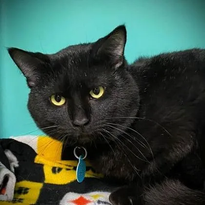 An adult large-sized male Black Domestic Short Hair cat named Bart for adoption in Owosso, MI