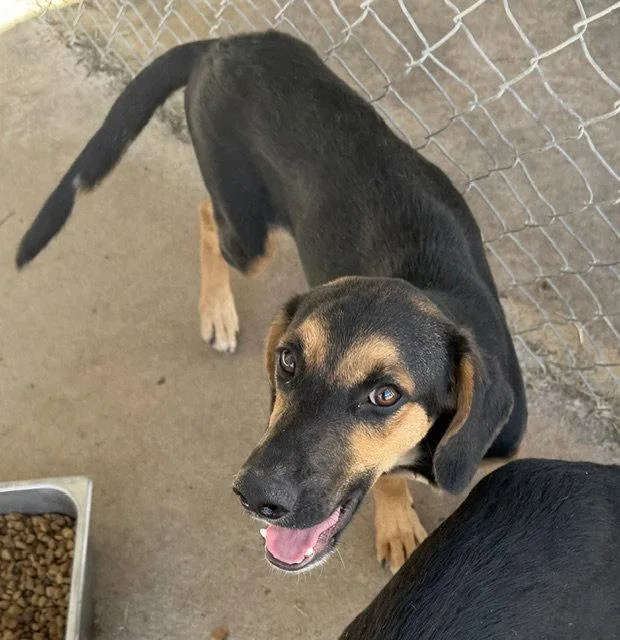A young medium-sized male English Coonhound dog named Tramp for adoption in Carrollton, GA
