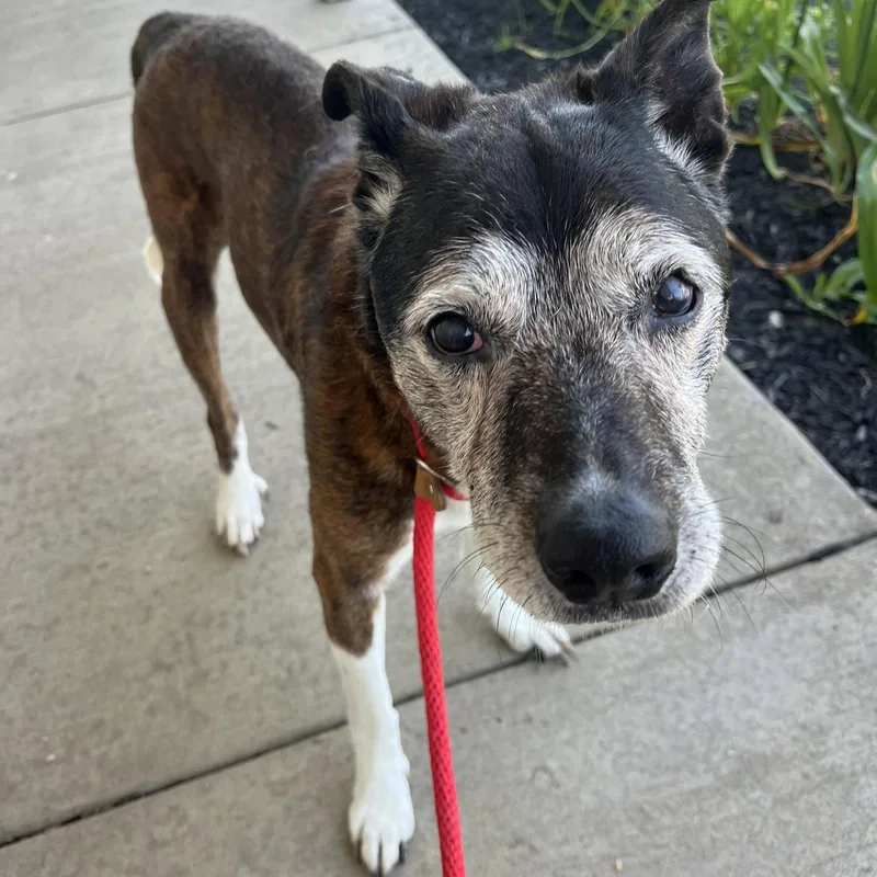 A senior medium-sized male Shepherd dog named Pound DogTyson Courtesy for adoption in Rootstown, OH