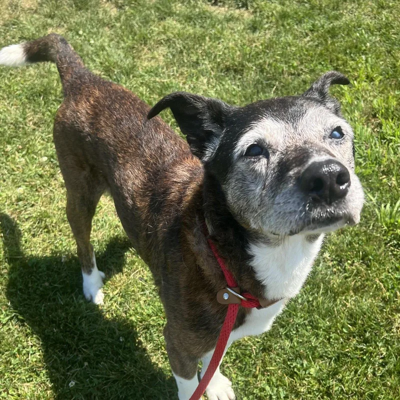 Pound DogTyson  Courtesy thumbnail 2