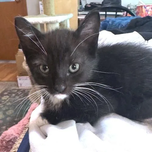 A baby medium-sized female Tuxedo cat named Scout for adoption in Rutherfordton, NC