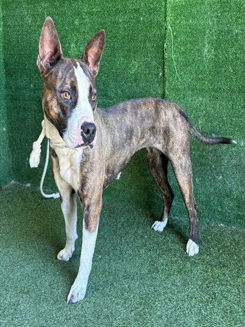 A young medium-sized female Pit Bull Terrier dog named Cookie for adoption in Lancaster, CA