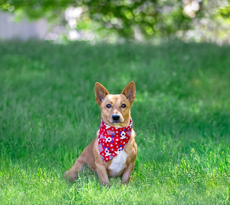 A young medium-sized male Terrier dog named Toby for adoption in Coatesville, PA