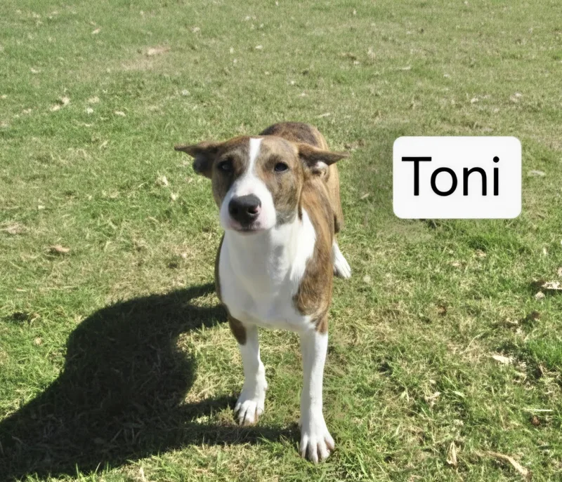A baby medium-sized male Hound dog named Toni for adoption in Manchester, CT