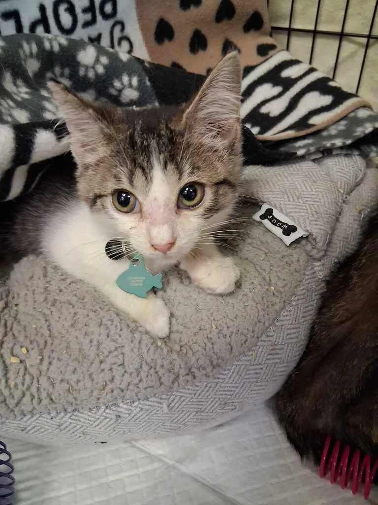 A young small-sized female Gray / Blue / Silver Domestic Short Hair cat named Butters for adoption in Cincinnati, OH