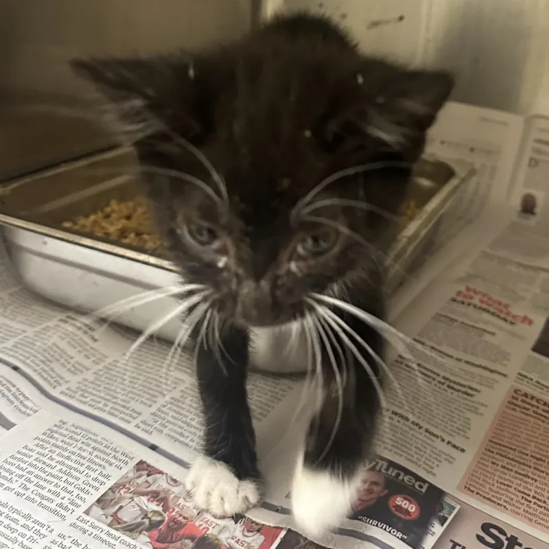 A baby small-sized female Black Domestic Short Hair cat named Daenerys for adoption in Winston-Salem, NC