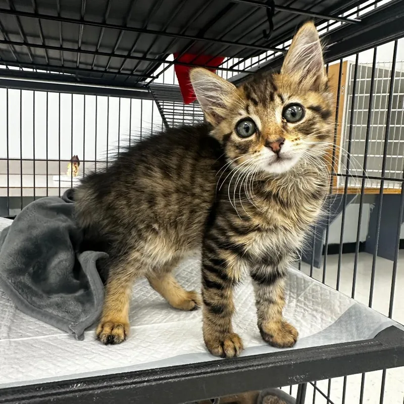 A young medium-sized female Tabby (Brown / Chocolate) Domestic Short Hair cat named Chamomile for adoption in miami, FL