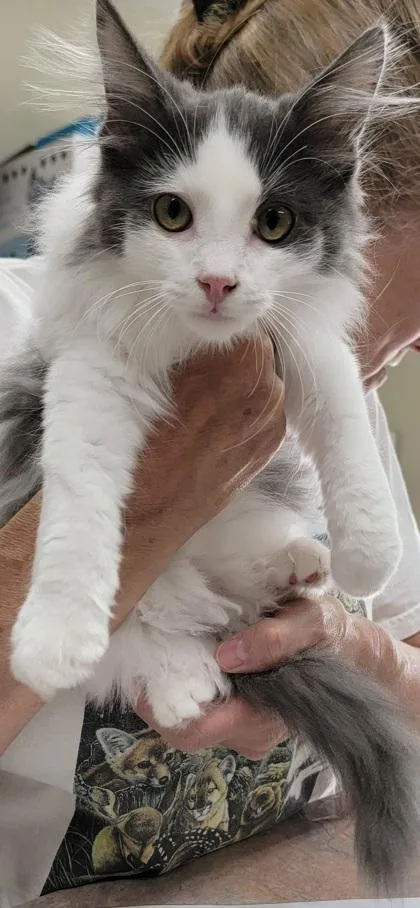 A baby medium-sized male Gray / Blue / Silver Domestic Medium Hair cat named Twixxy for adoption in Bedford, IN