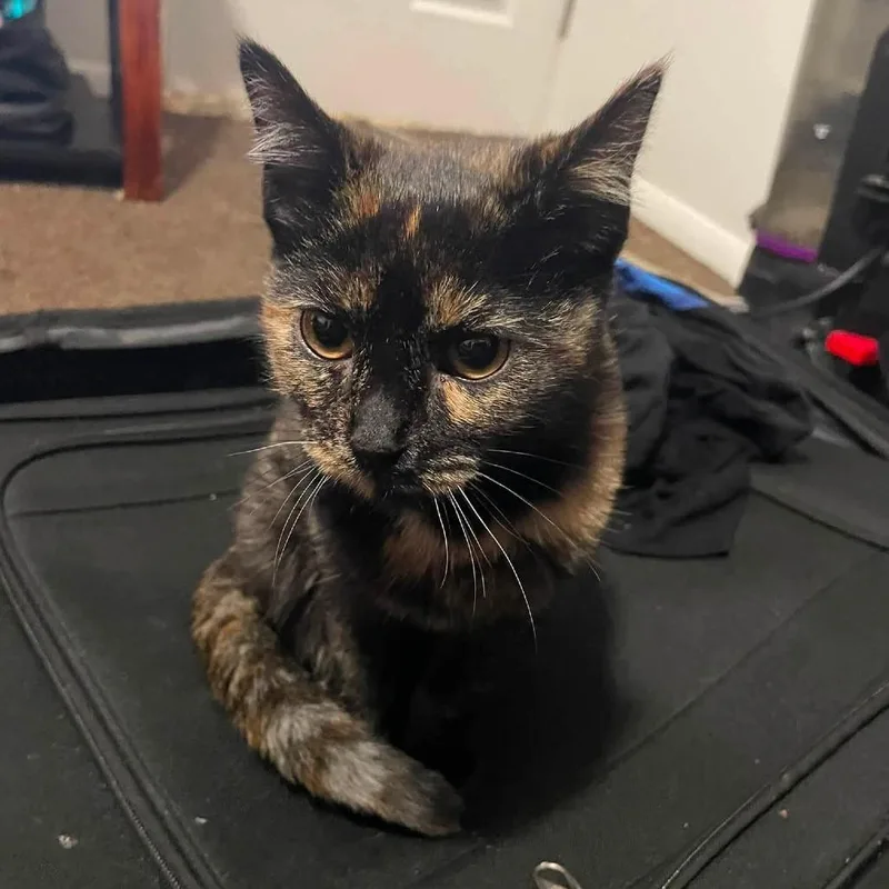 A young small-sized female Tortoiseshell Domestic Short Hair cat named Luna Crock for adoption in Eagle Mountain, UT