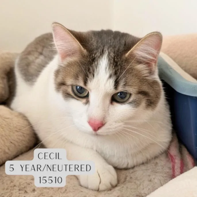Cecil